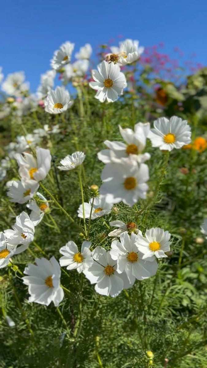 cosmos flowers swaying in breeze
