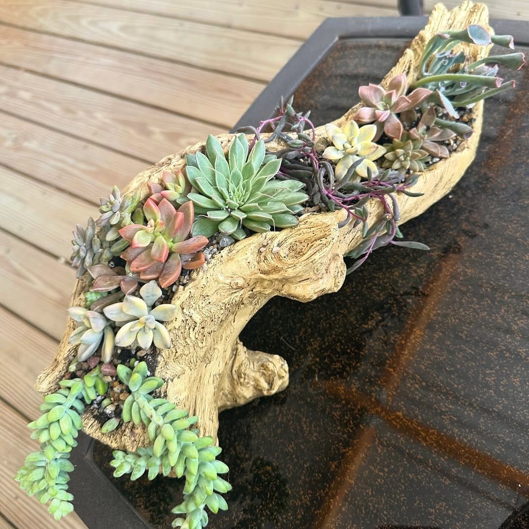 Metal skull planter with succulents