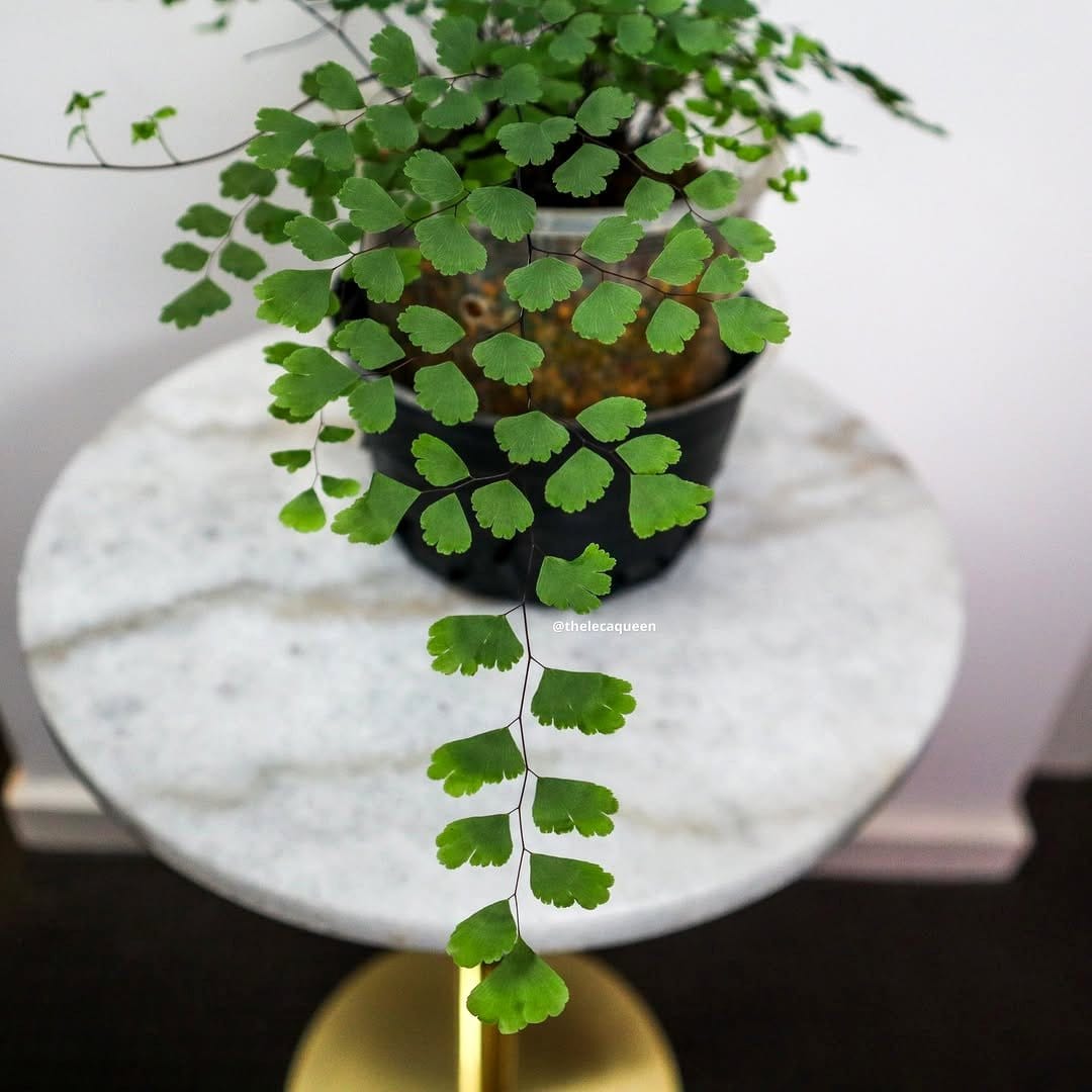 Maidenhair fern display with velvet