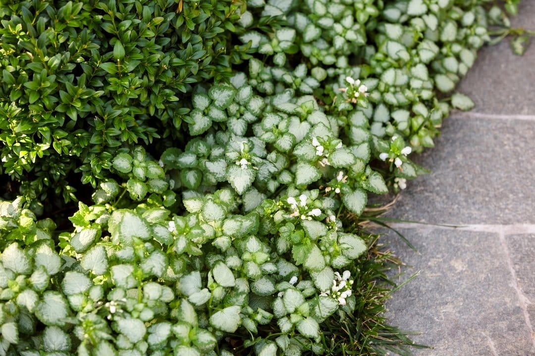 lamium foliage with flowers
