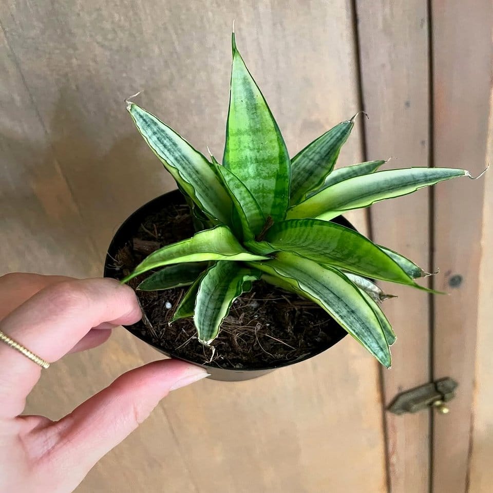 Bold Mardi Gras mask with striking snake plant