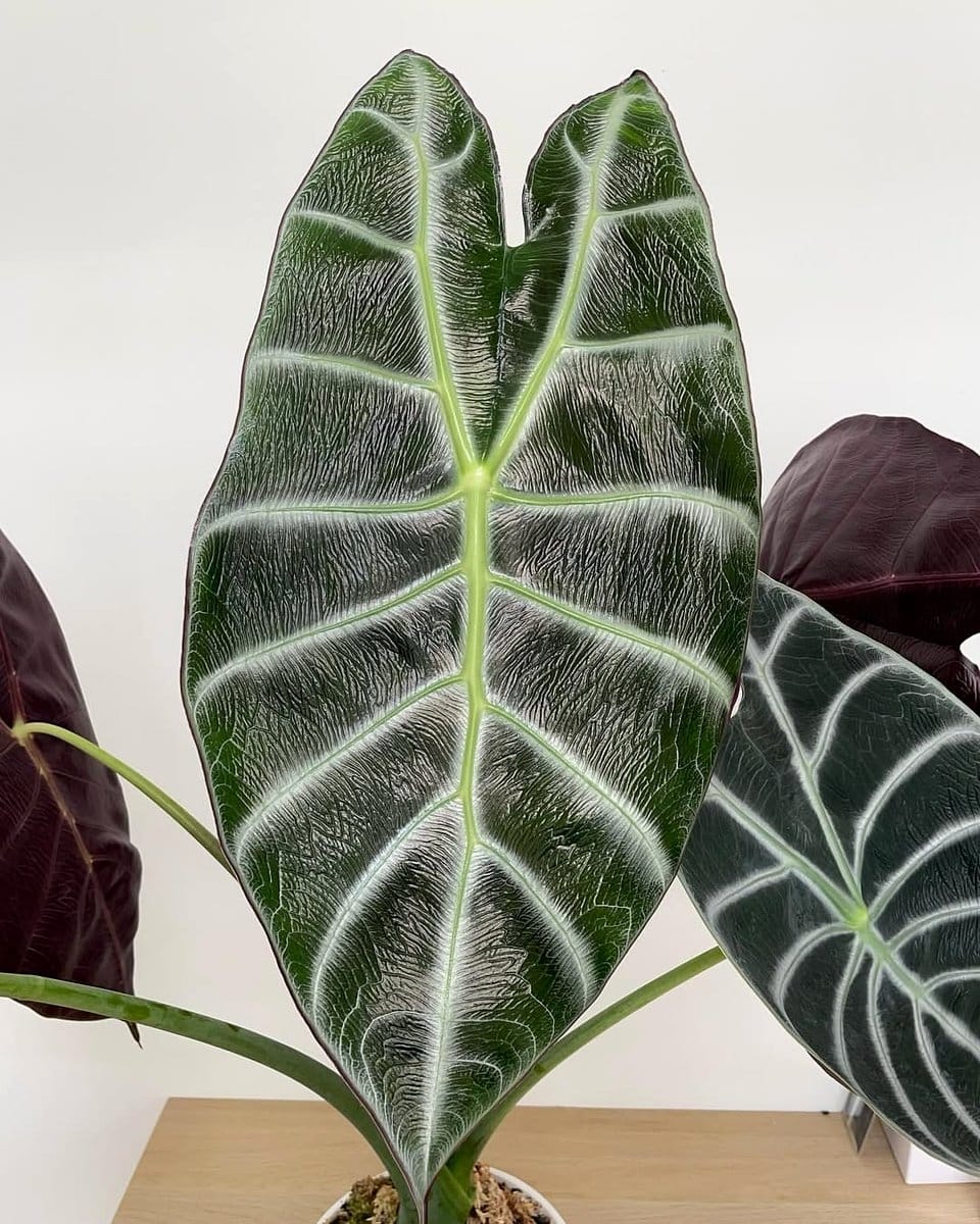 focused light on alocasia