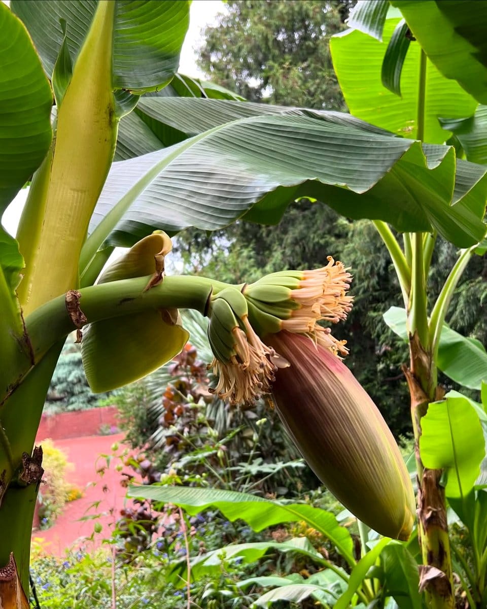japanese banana plant outdoors