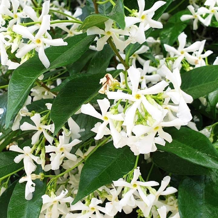confederate jasmine on wooden trellis