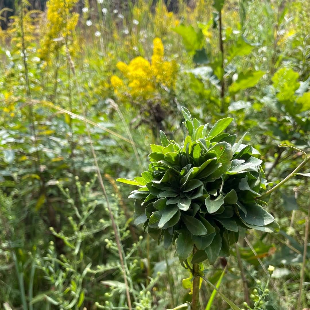 goldenrod flower cluster in sunlight