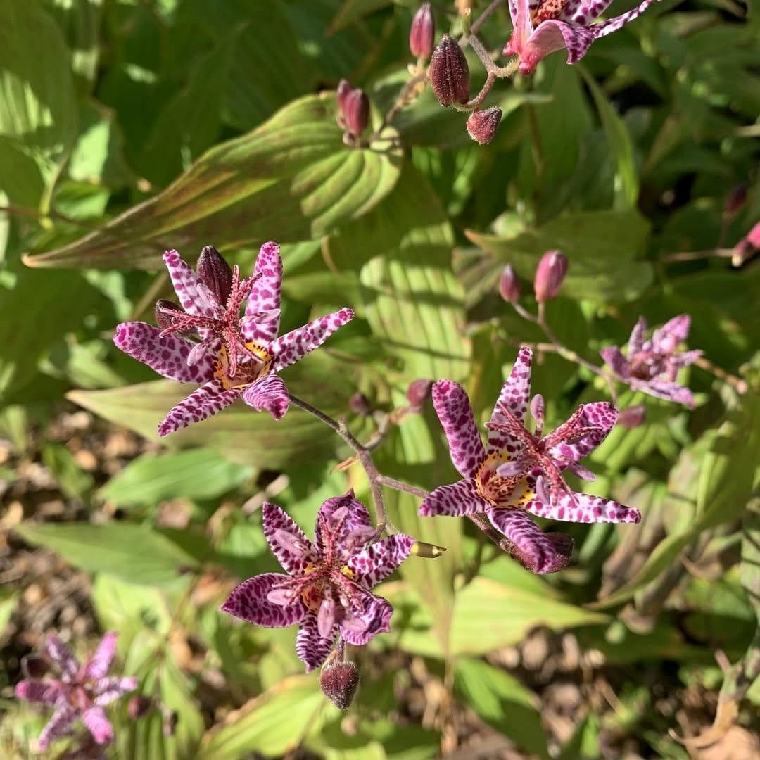 speckled toad lily flower in shade