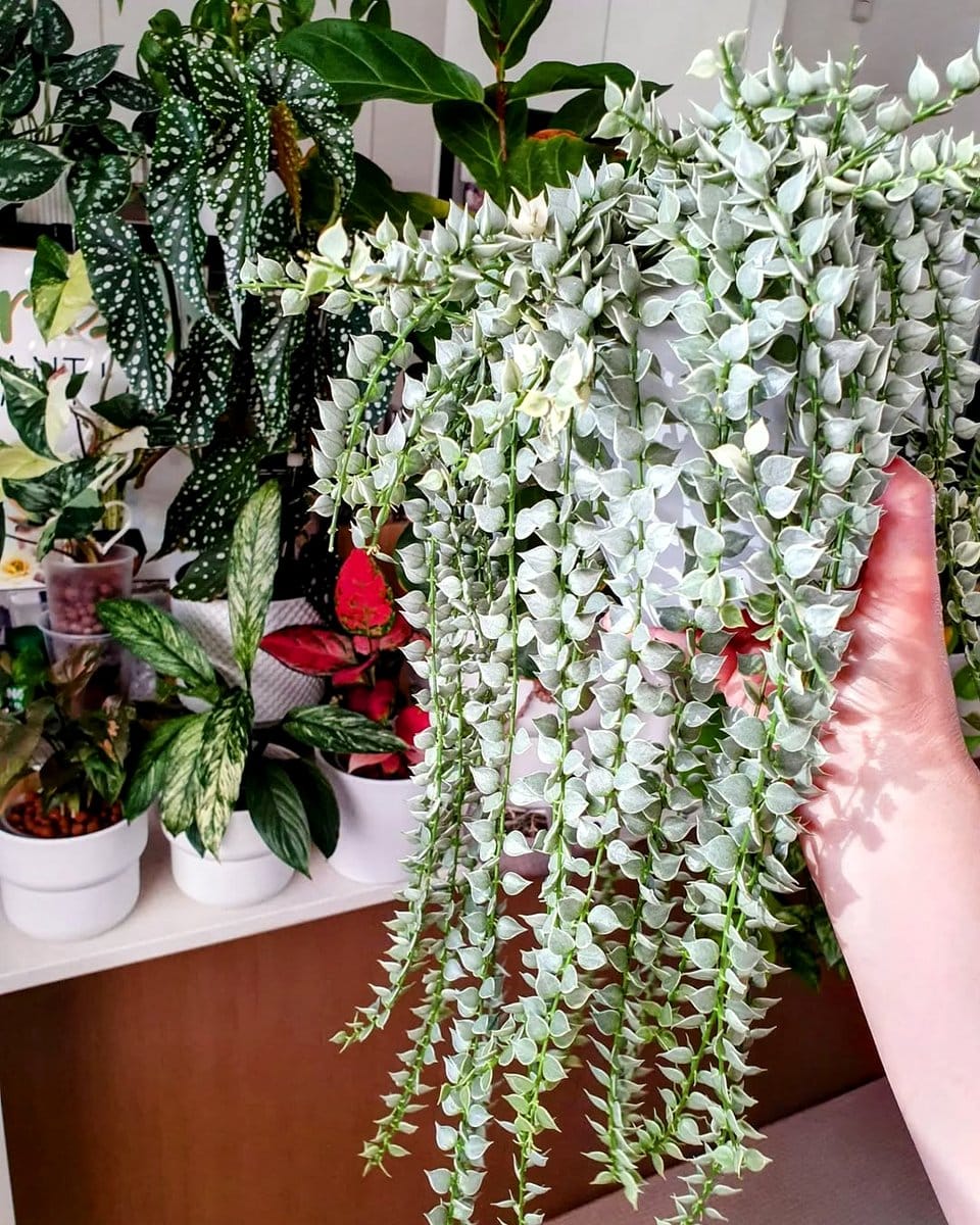 large monstera leaves beside console