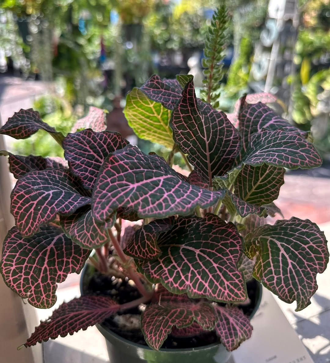 fittonia with pink veins