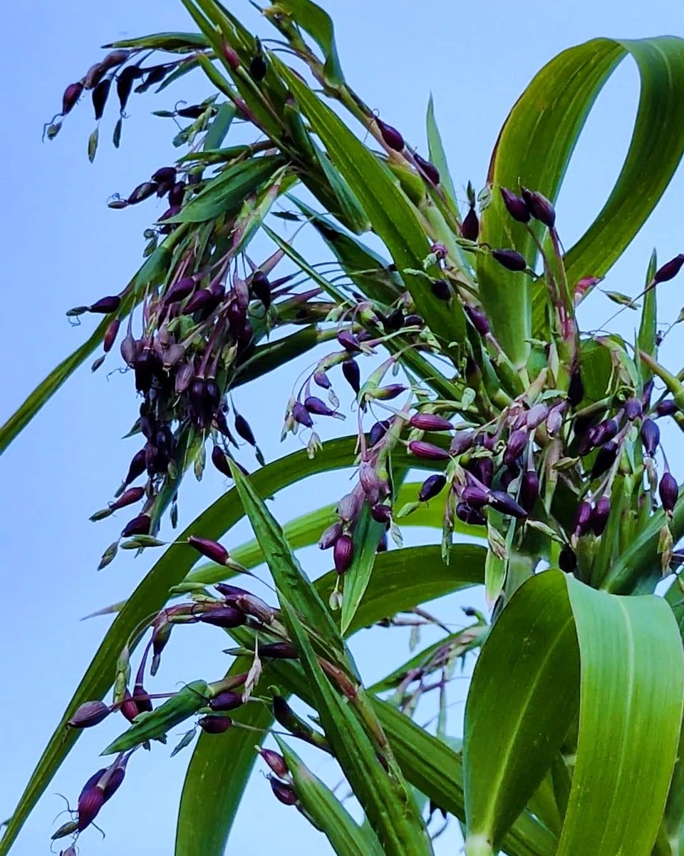 rice hulls in vegetable patch