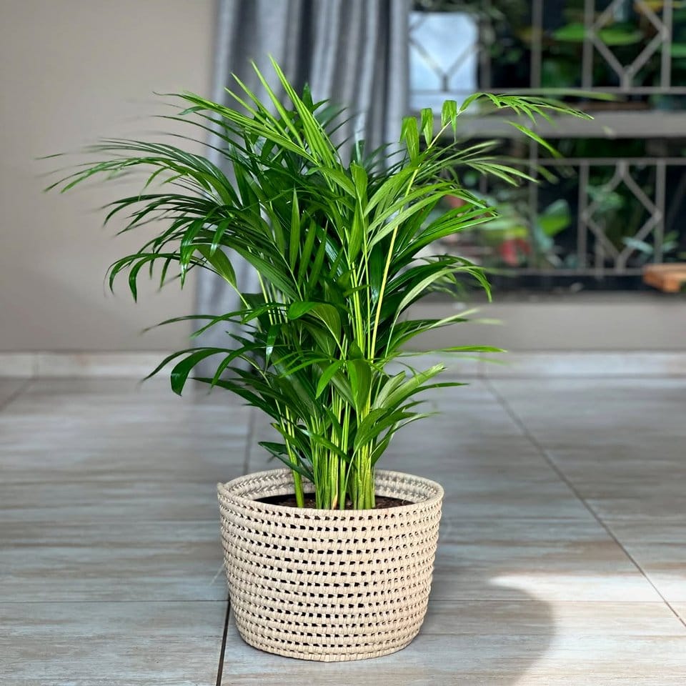 Tall bamboo palm beside contemporary sofa