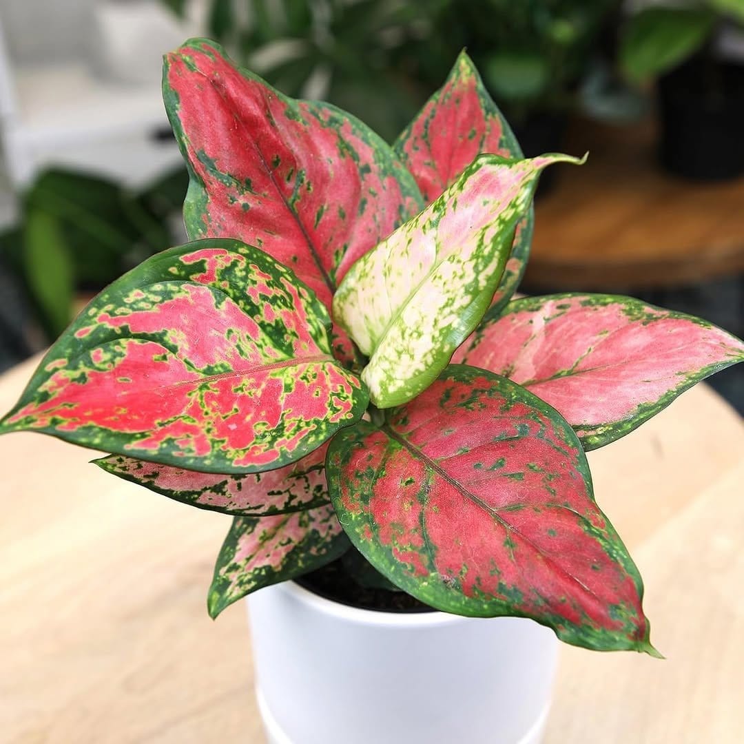 Variegated aglaonema in decorative planter