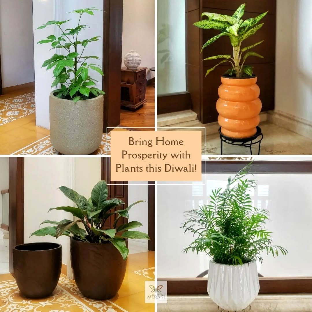 Layered plant heights in corner setup