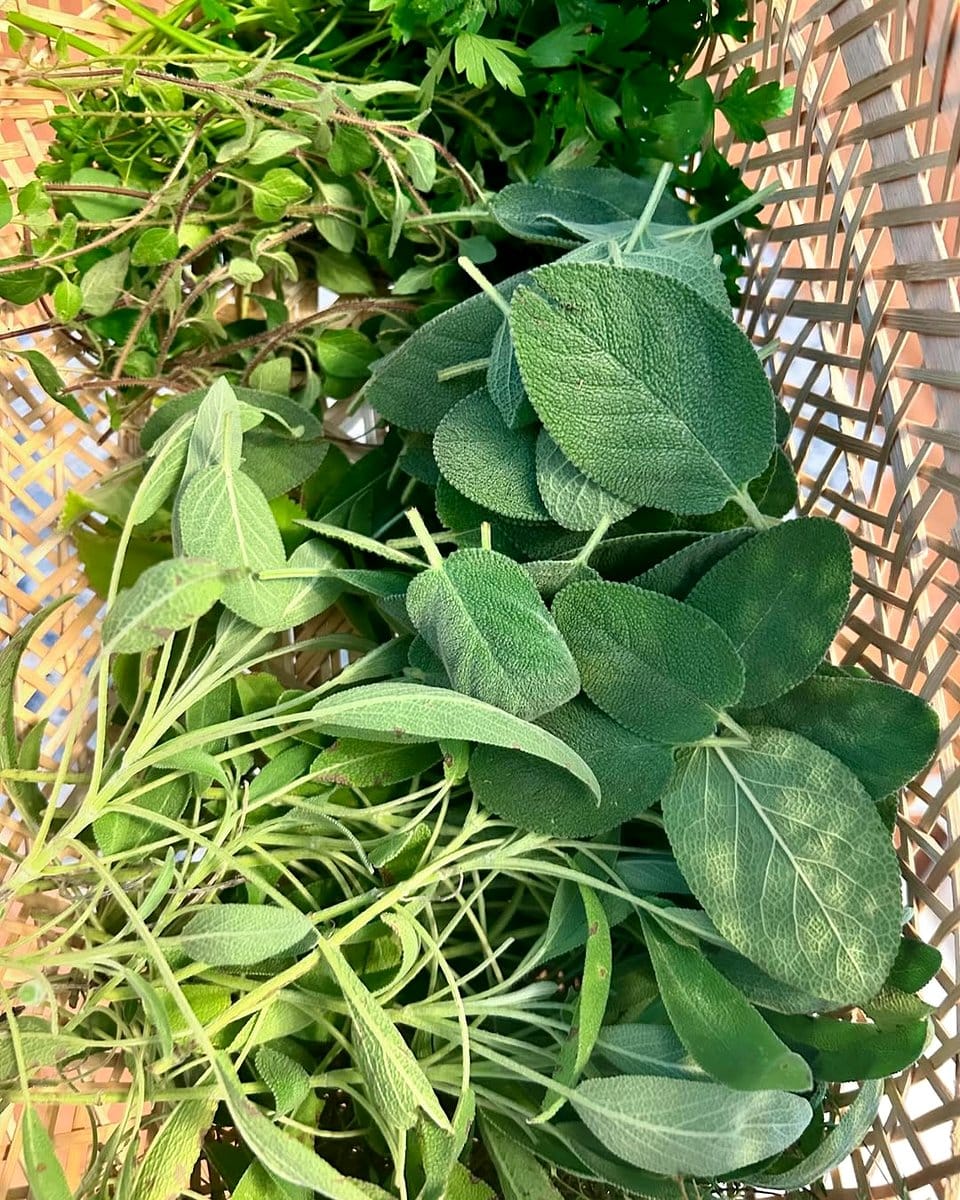 dandelion greens in basket