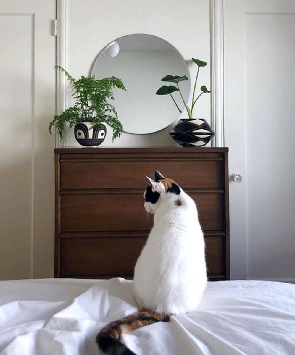 bedroom mirror with bedside plant