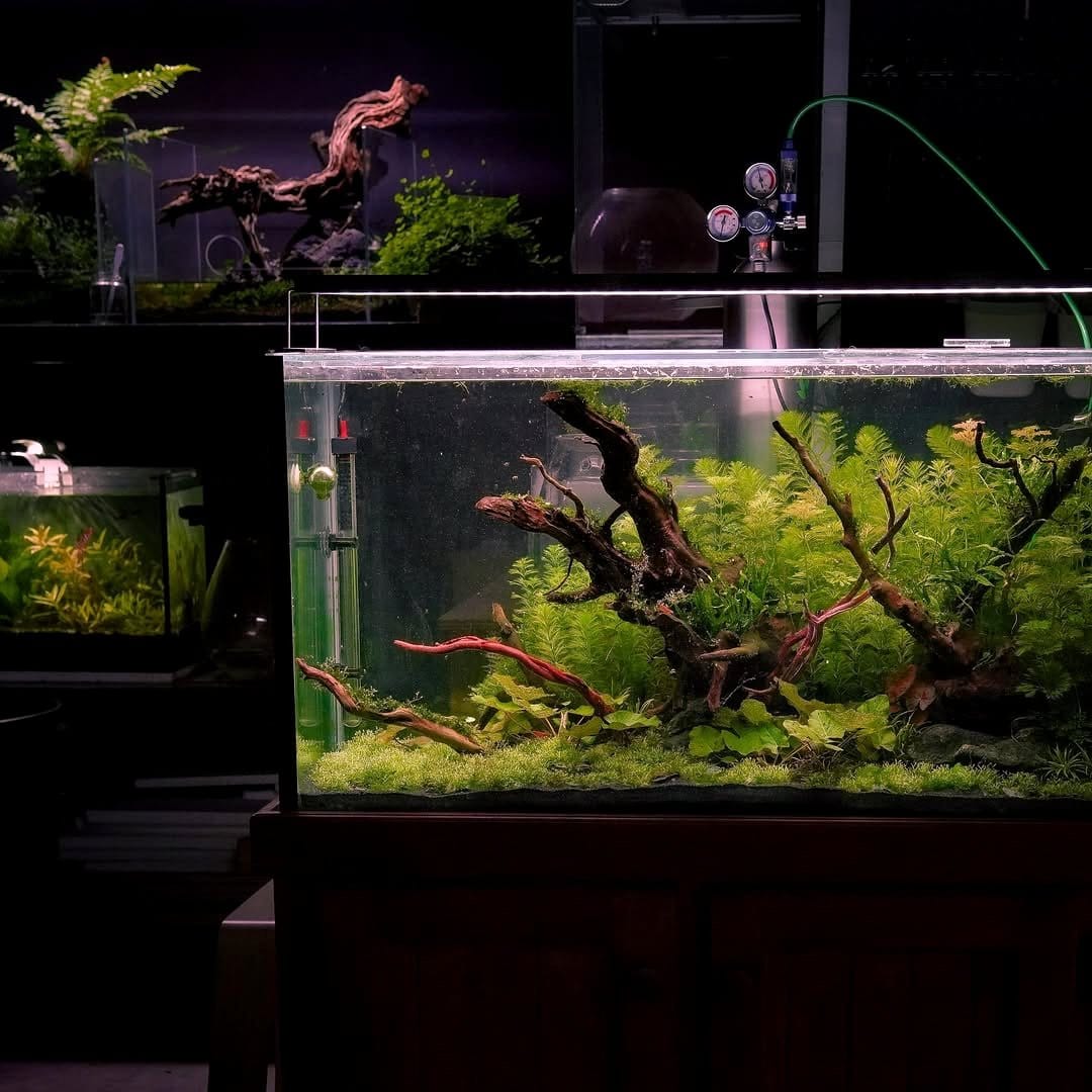 driftwood in aquarium with aquatic plants