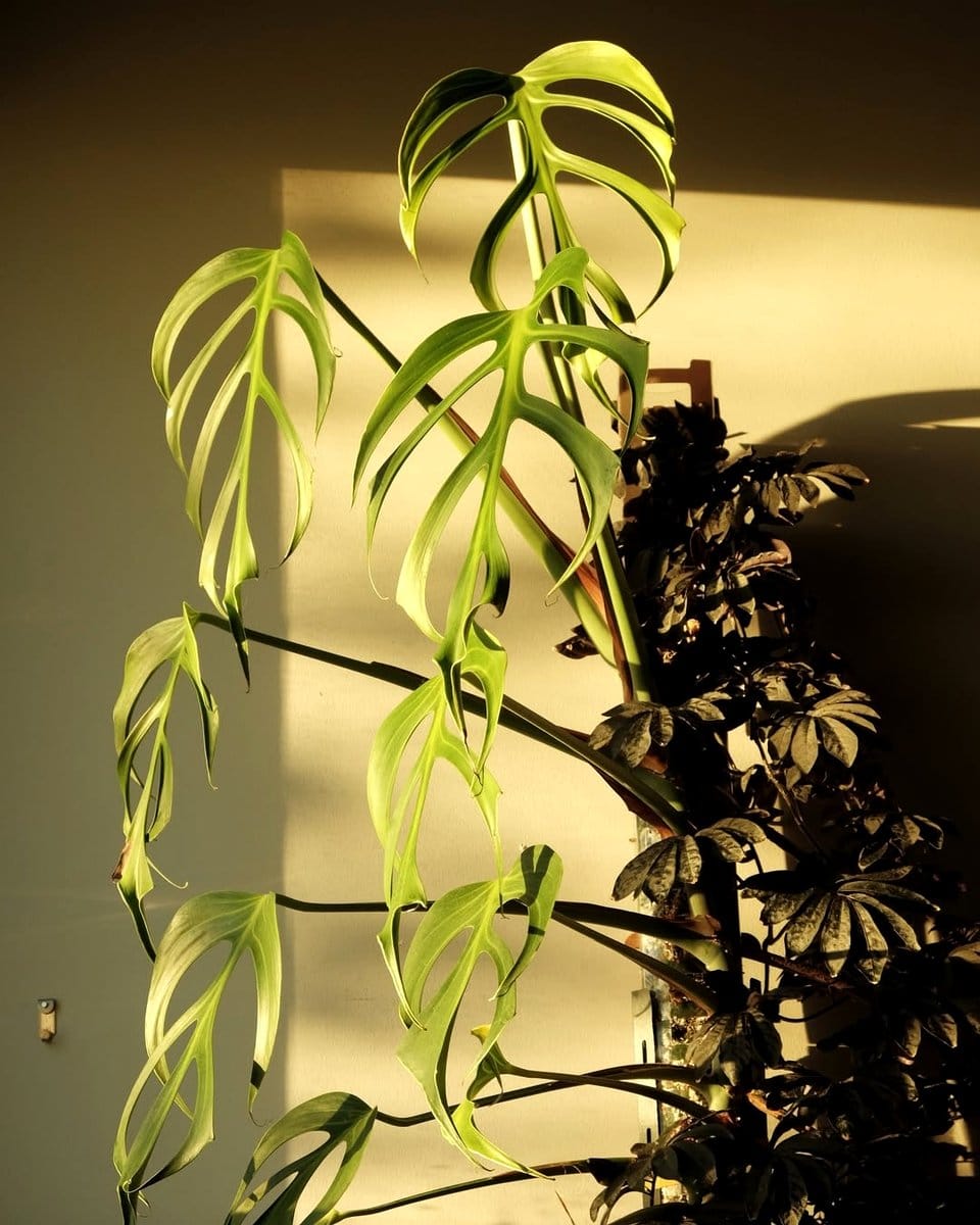 sunlit south-facing window