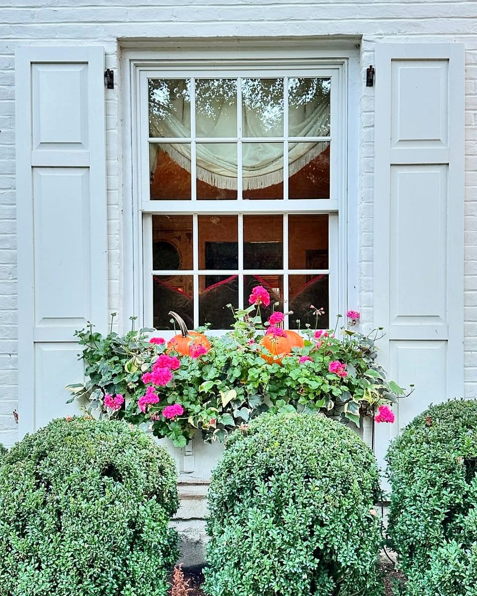 pink geraniums in window box