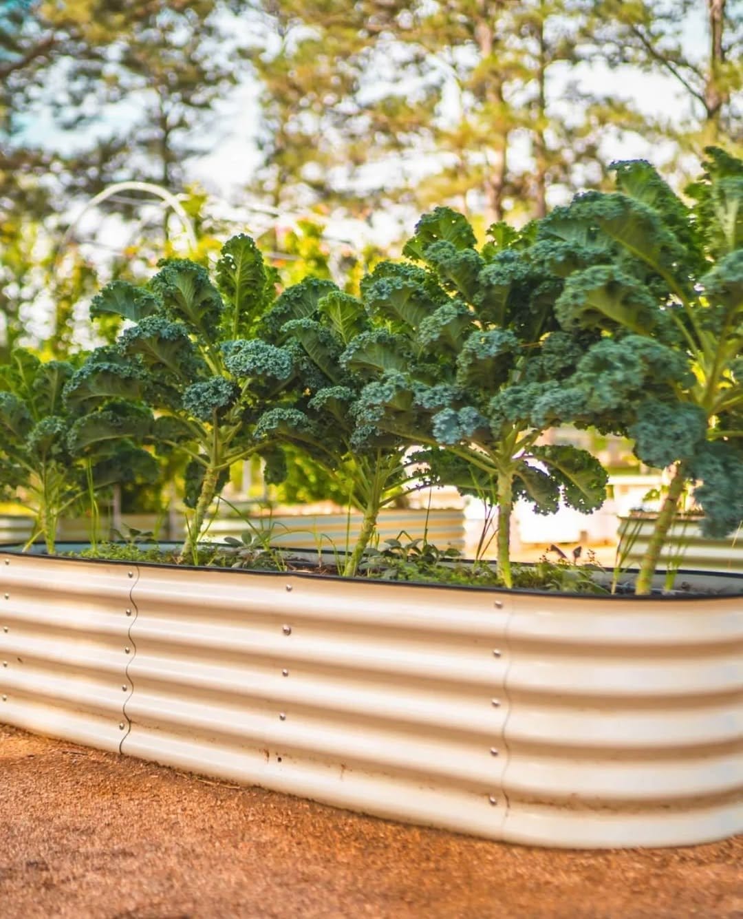 Fresh vegetables in raised wooden beds