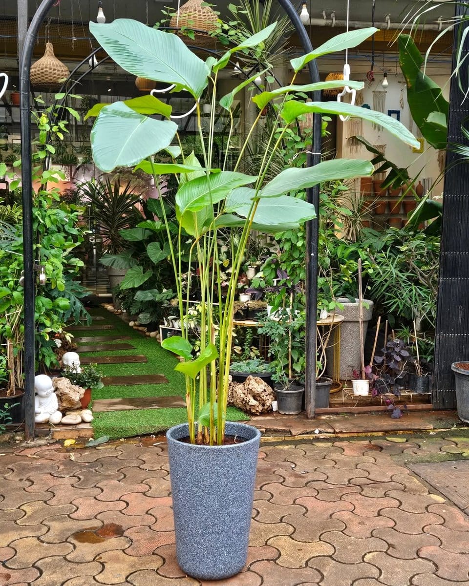 Havana cigar box centerpiece with tropical plants