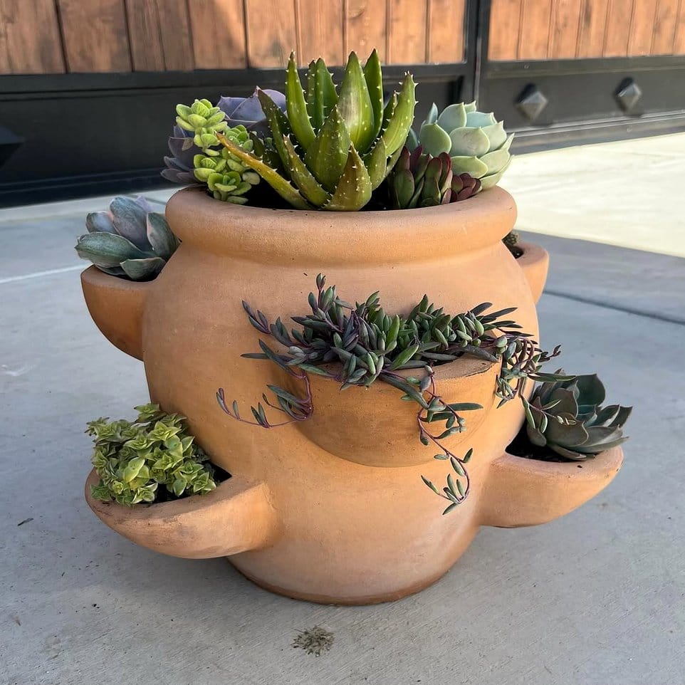 Collection of terracotta pots with succulents