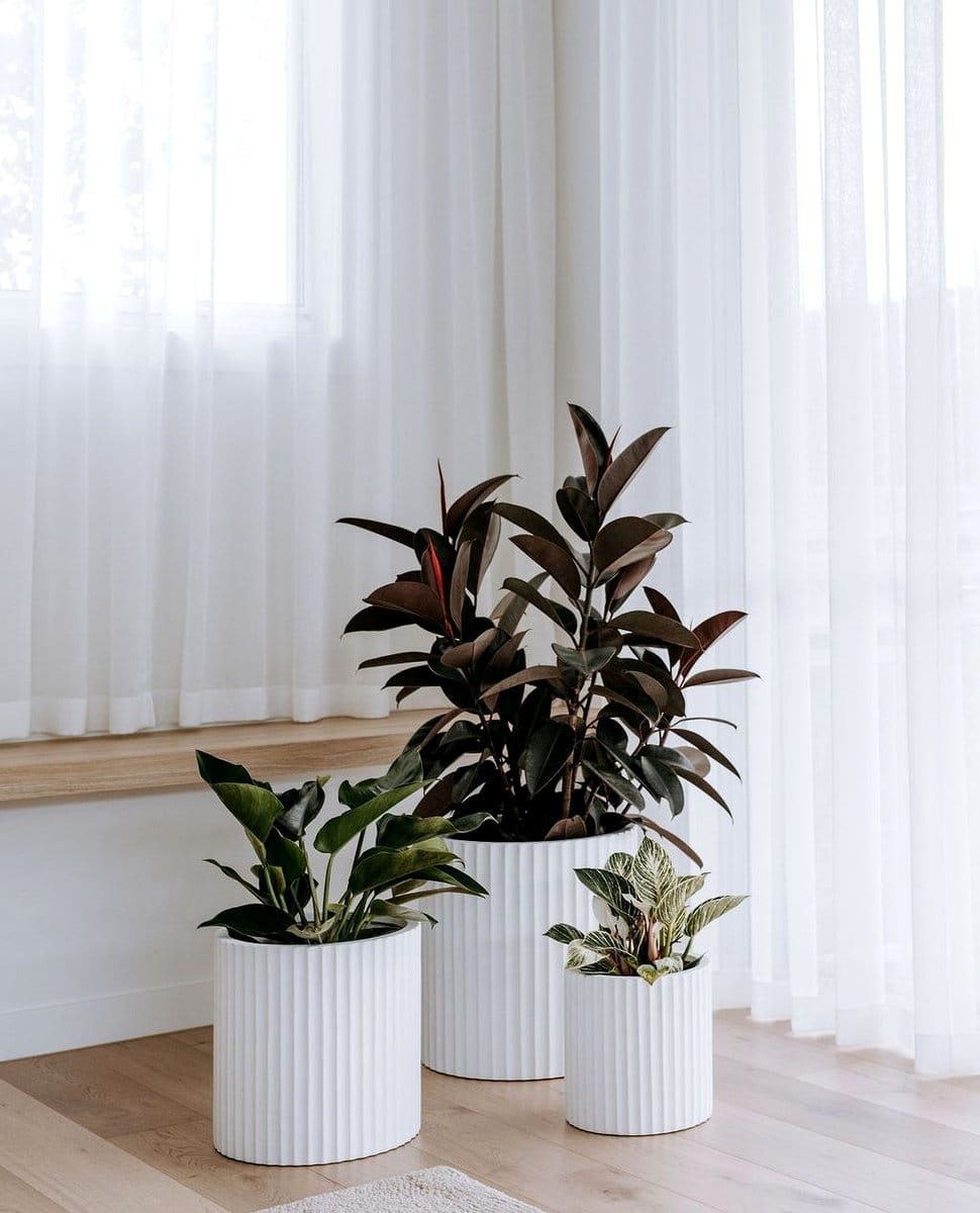 fiddle leaf fig and rubber plant in modern planters