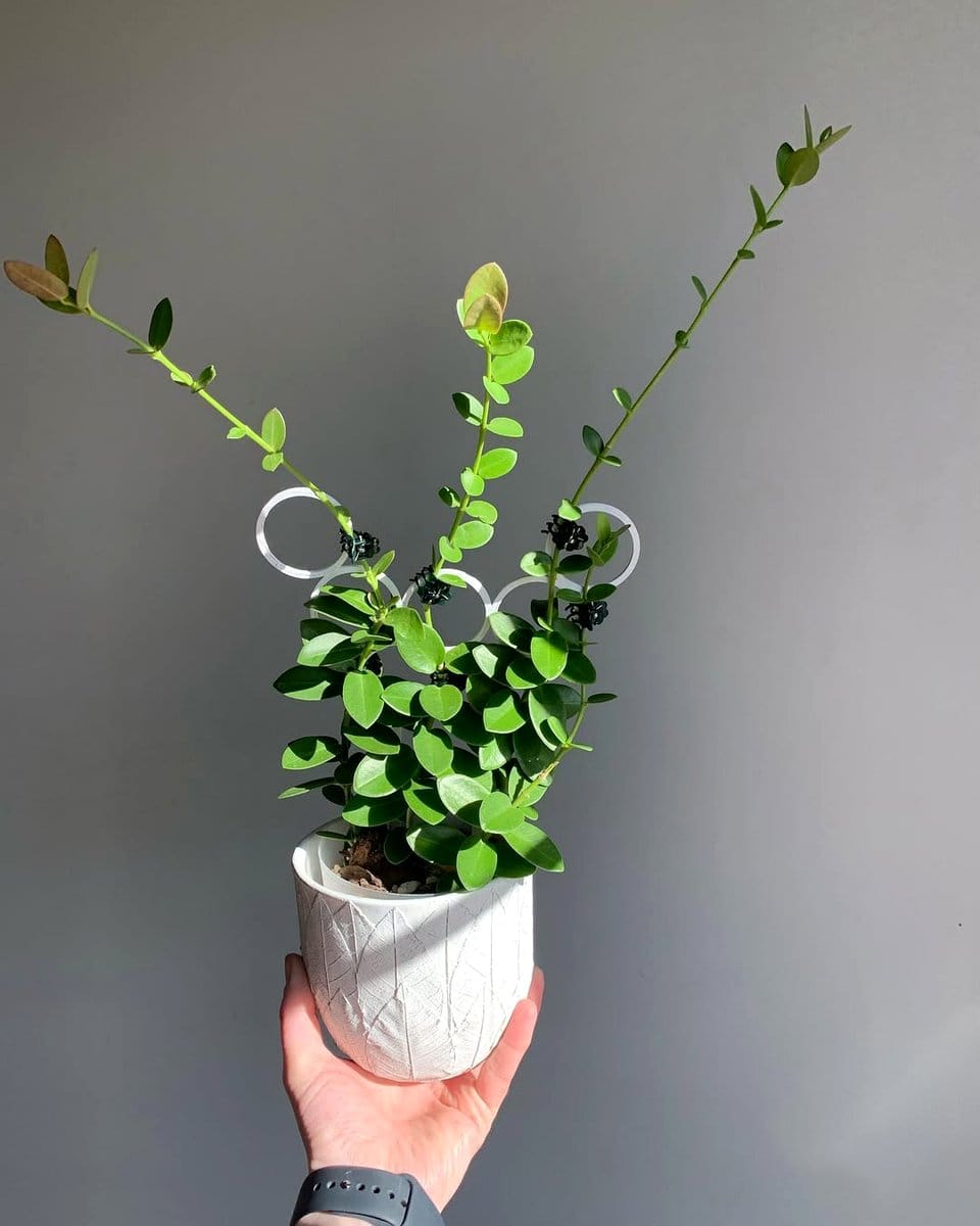 thyme cuttings on windowsill