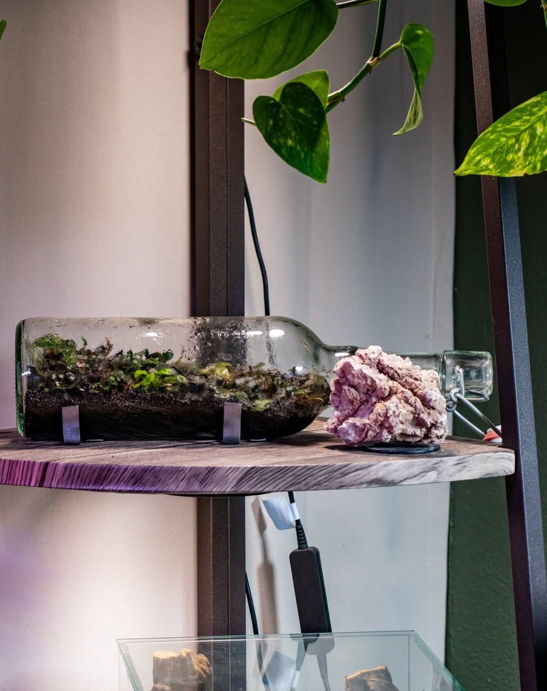 Tiny terrariums on wooden shelves
