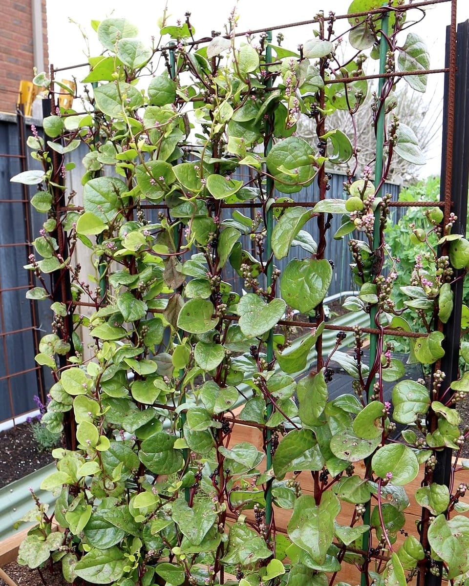 vibrant Malabar spinach climbing