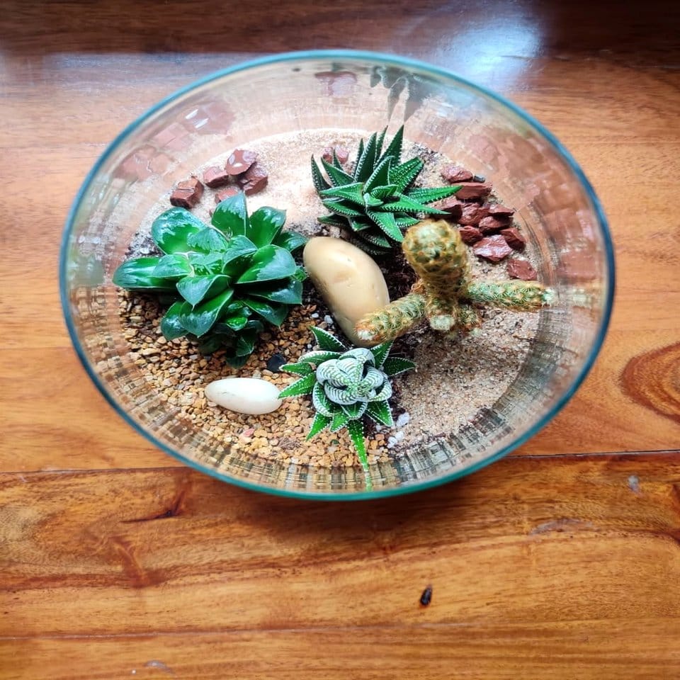 Beach-themed jar with succulents and shells