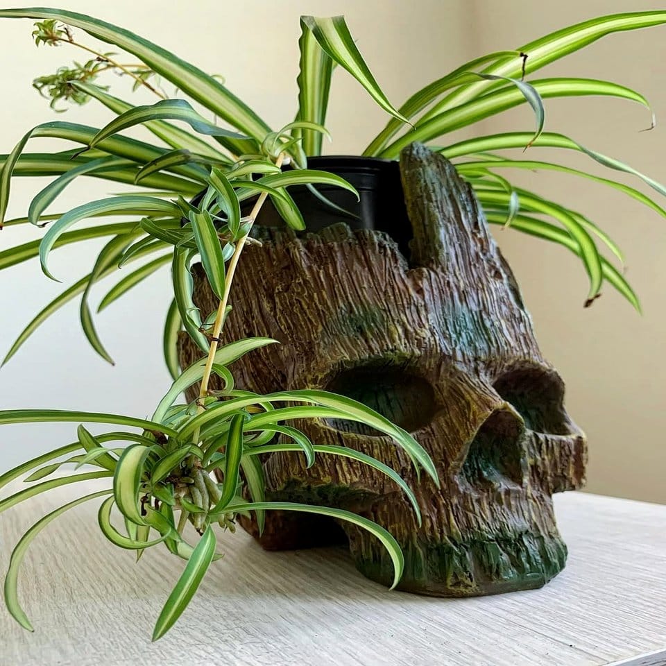Corner cornet planter with spider plant