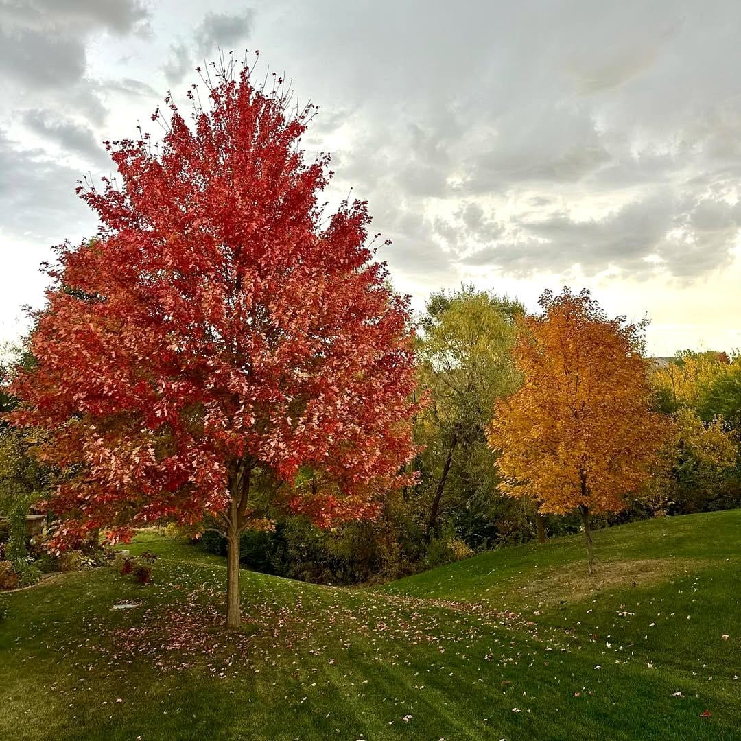 amur maple tree with red leaves