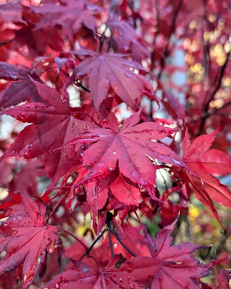 boxwood shrub next to Japanese maple