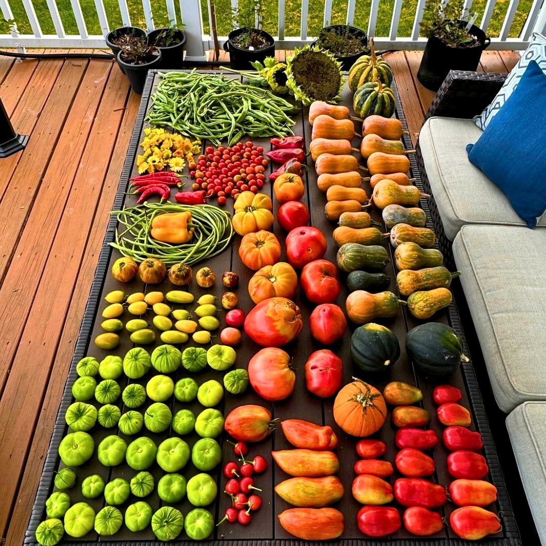 assorted hot peppers on bush