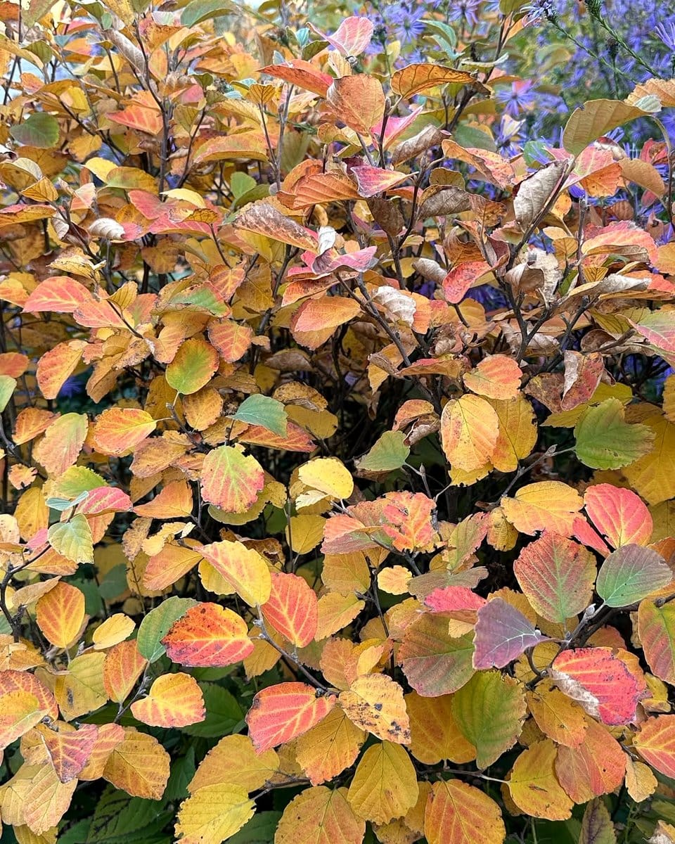 fothergilla shrub with fall colors