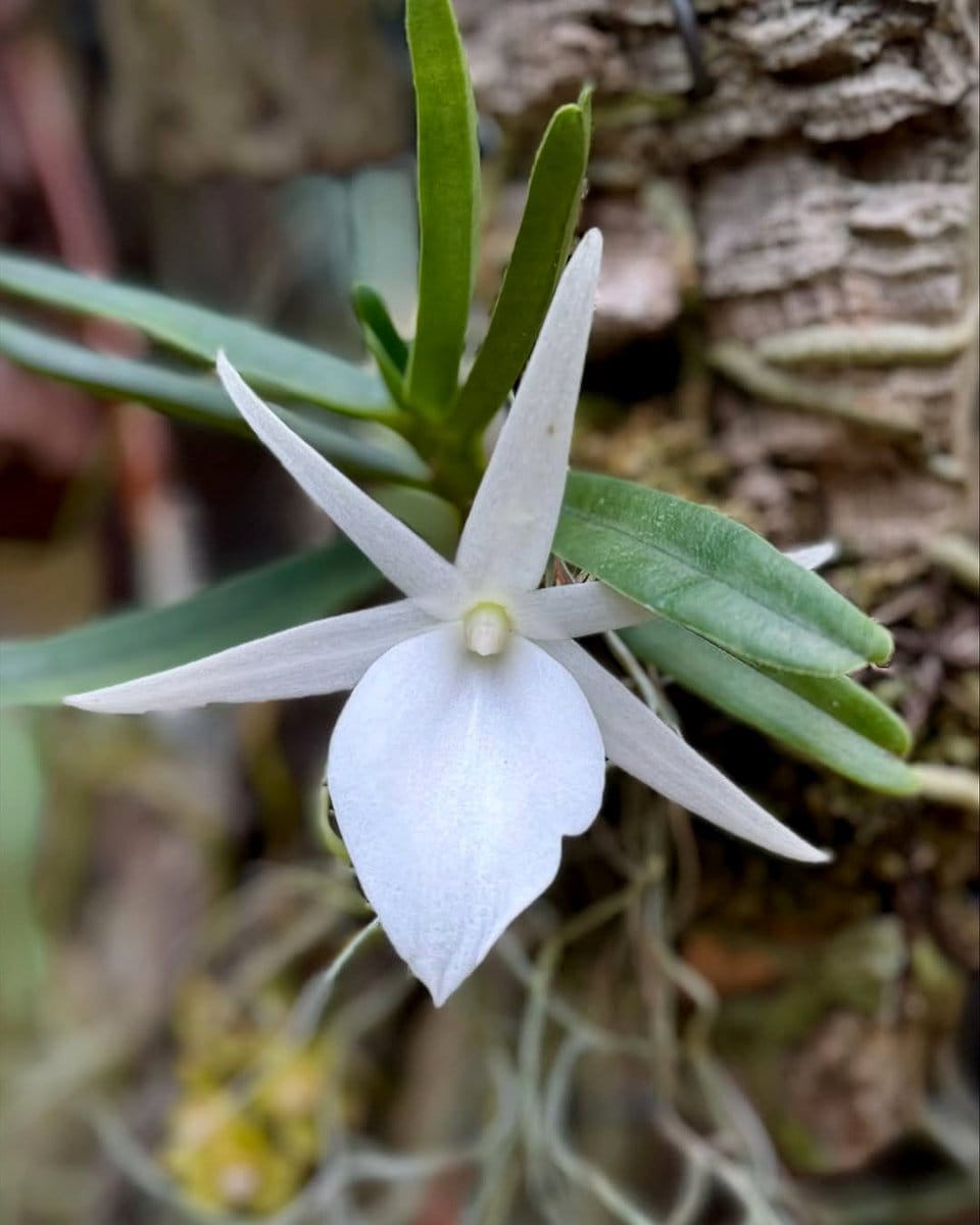 star-shaped Angraecum Didieri flower