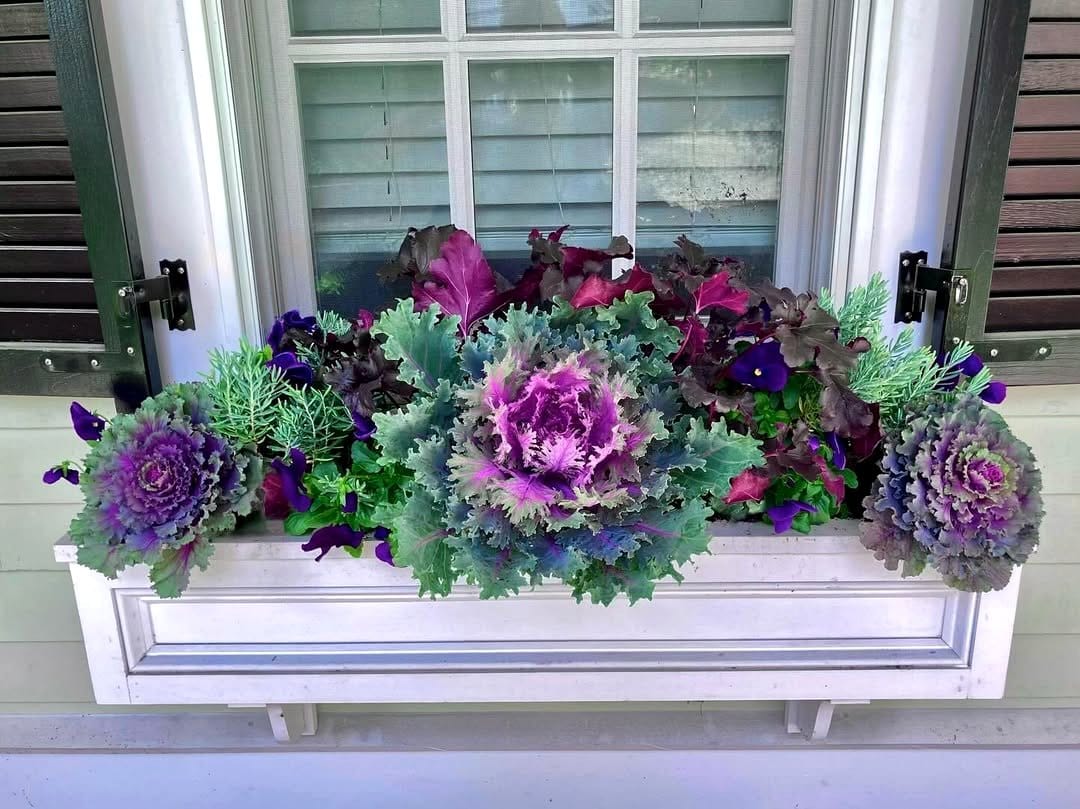 kale in window box