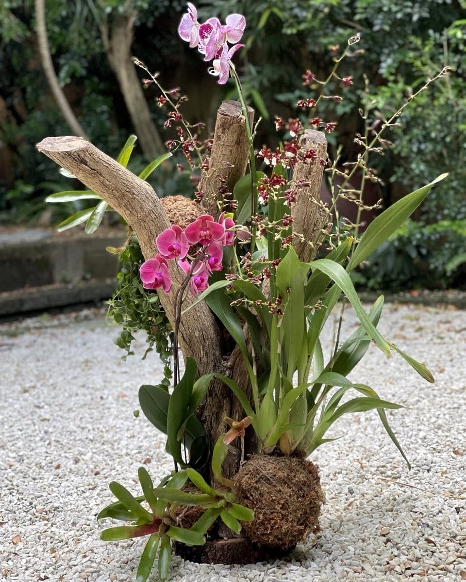 driftwood with blooming orchids