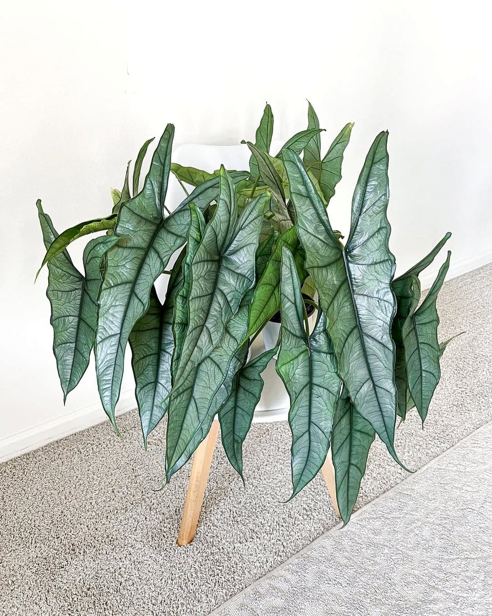 philodendron vine on a cubicle partition