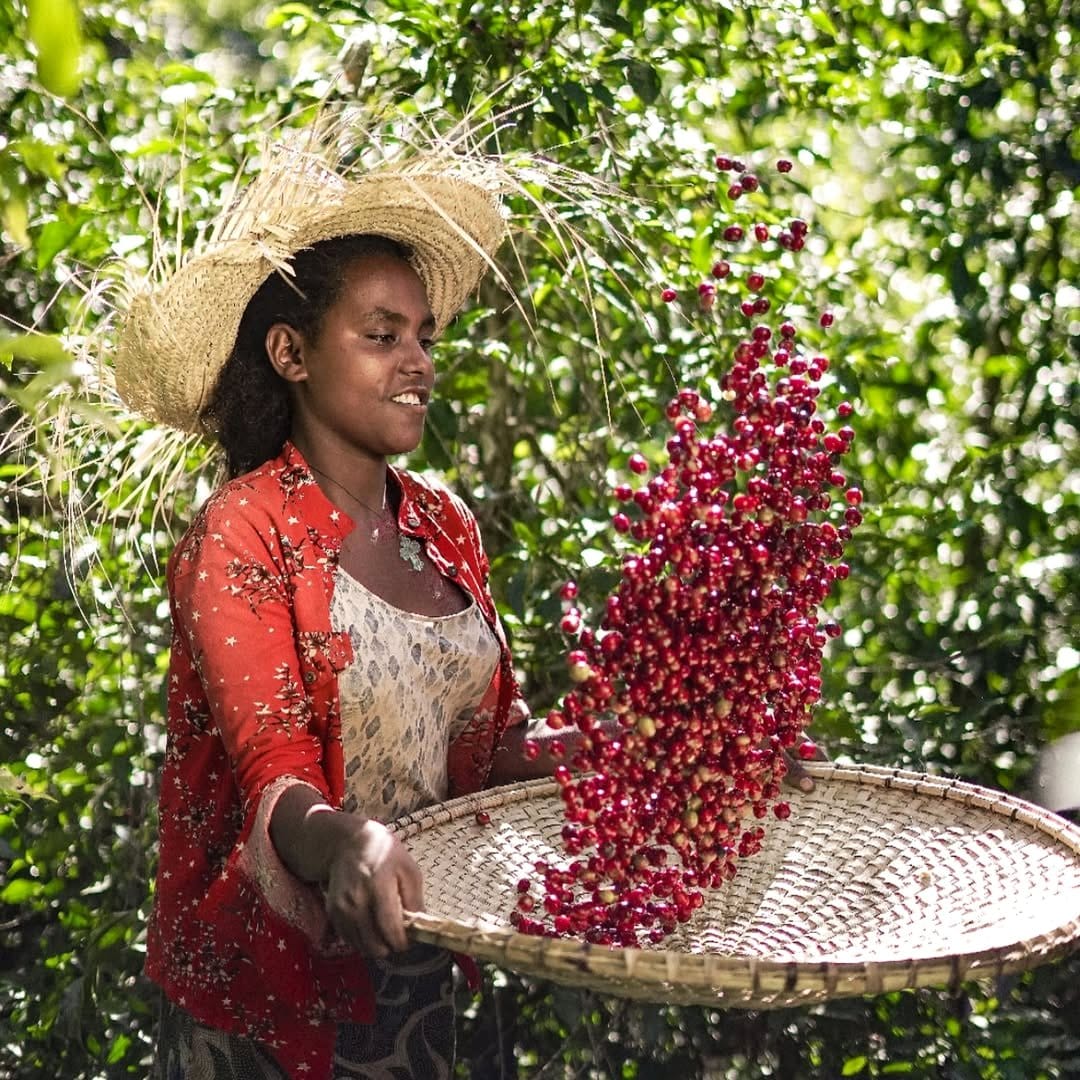 Ethiopian coffee plants with colorful artwork in a lively room