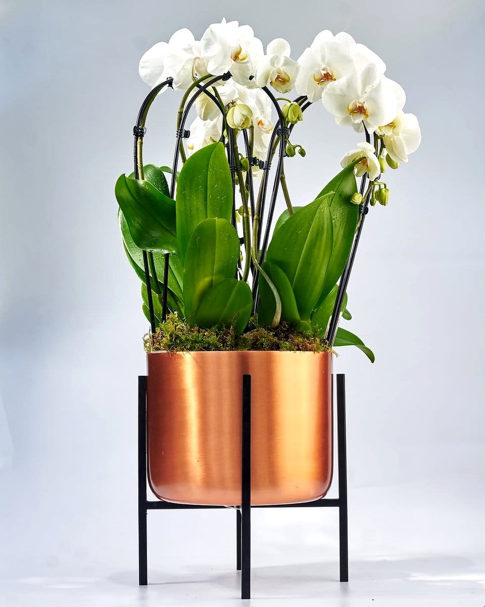 orchid and air plant in decorative display