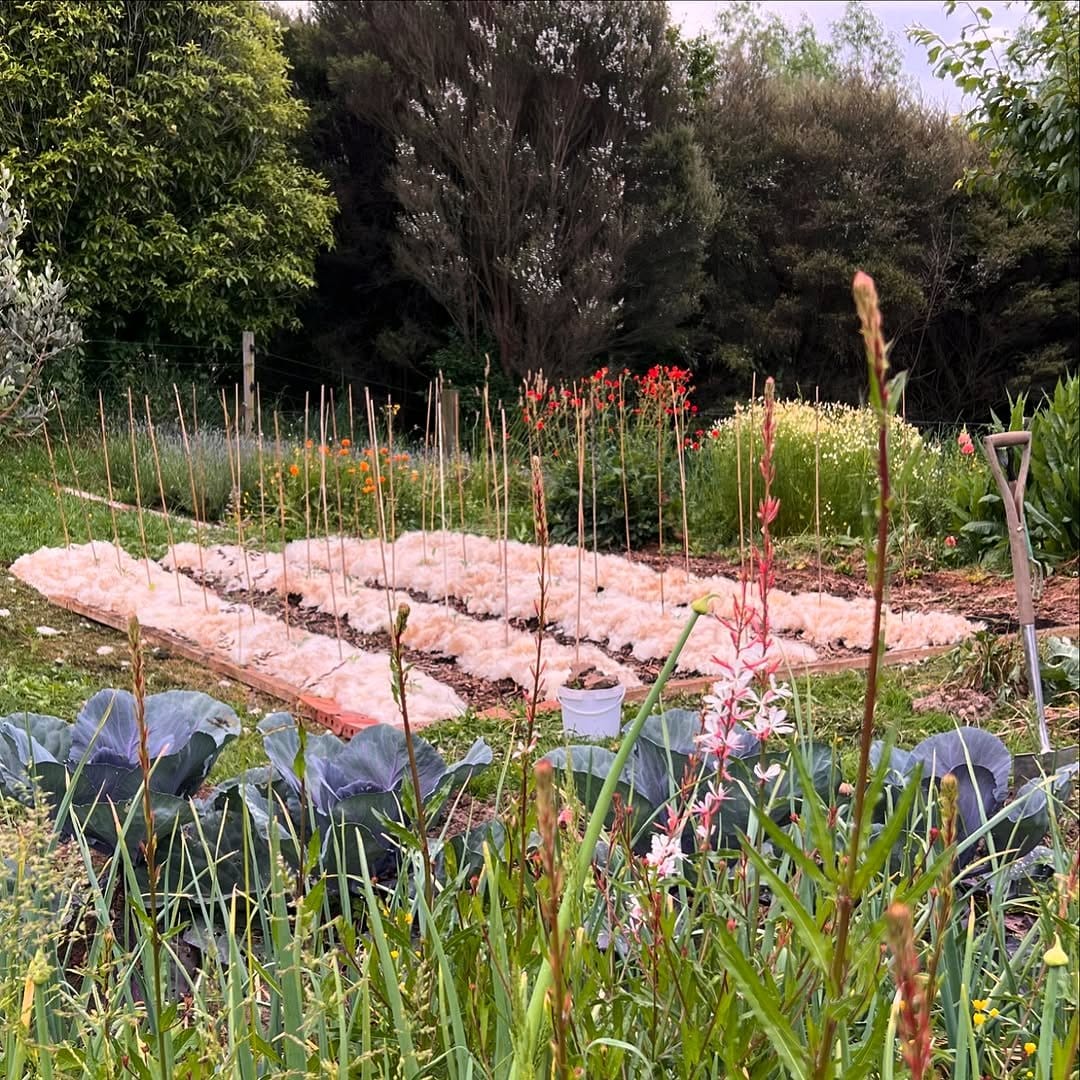 sheep wool mulch around saplings