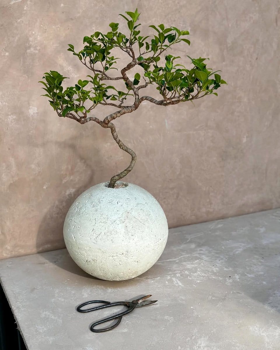 stone planter with bonsai tree