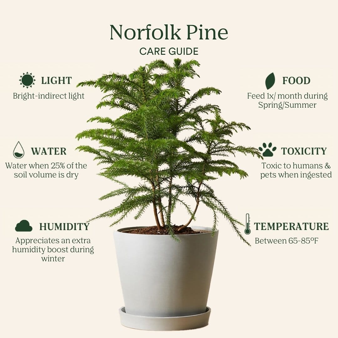 Festive Norfolk Island pine in holiday décor