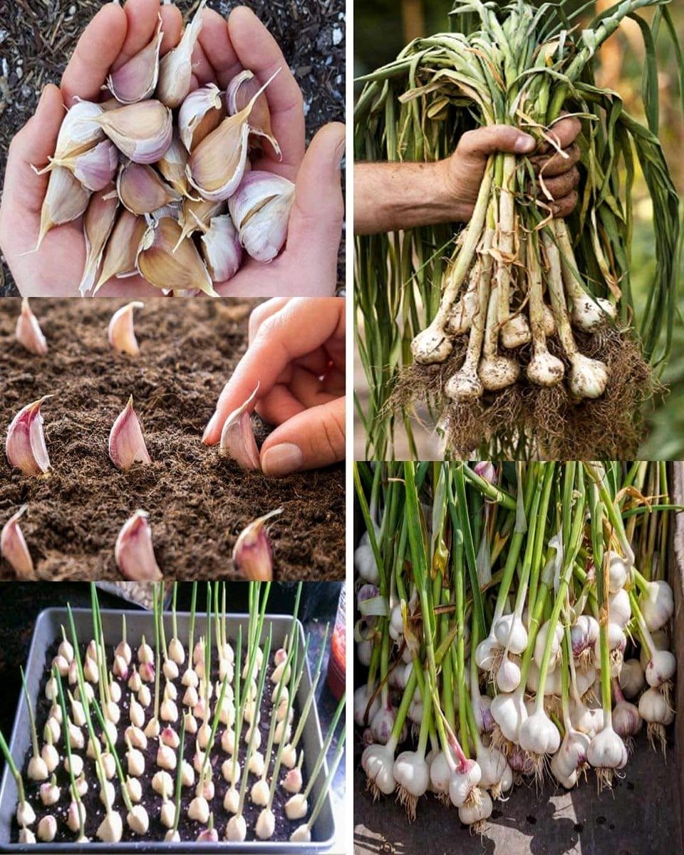garlic bulbs in soil