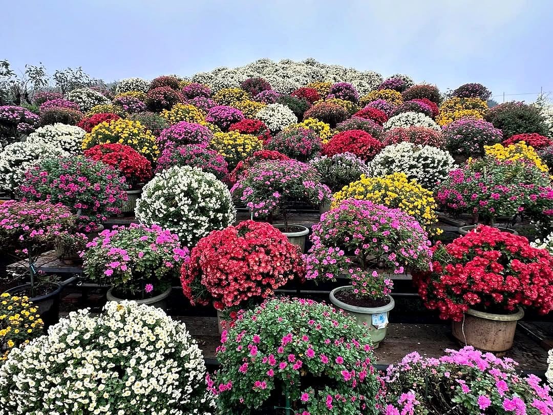 chrysanthemum flowers in garden