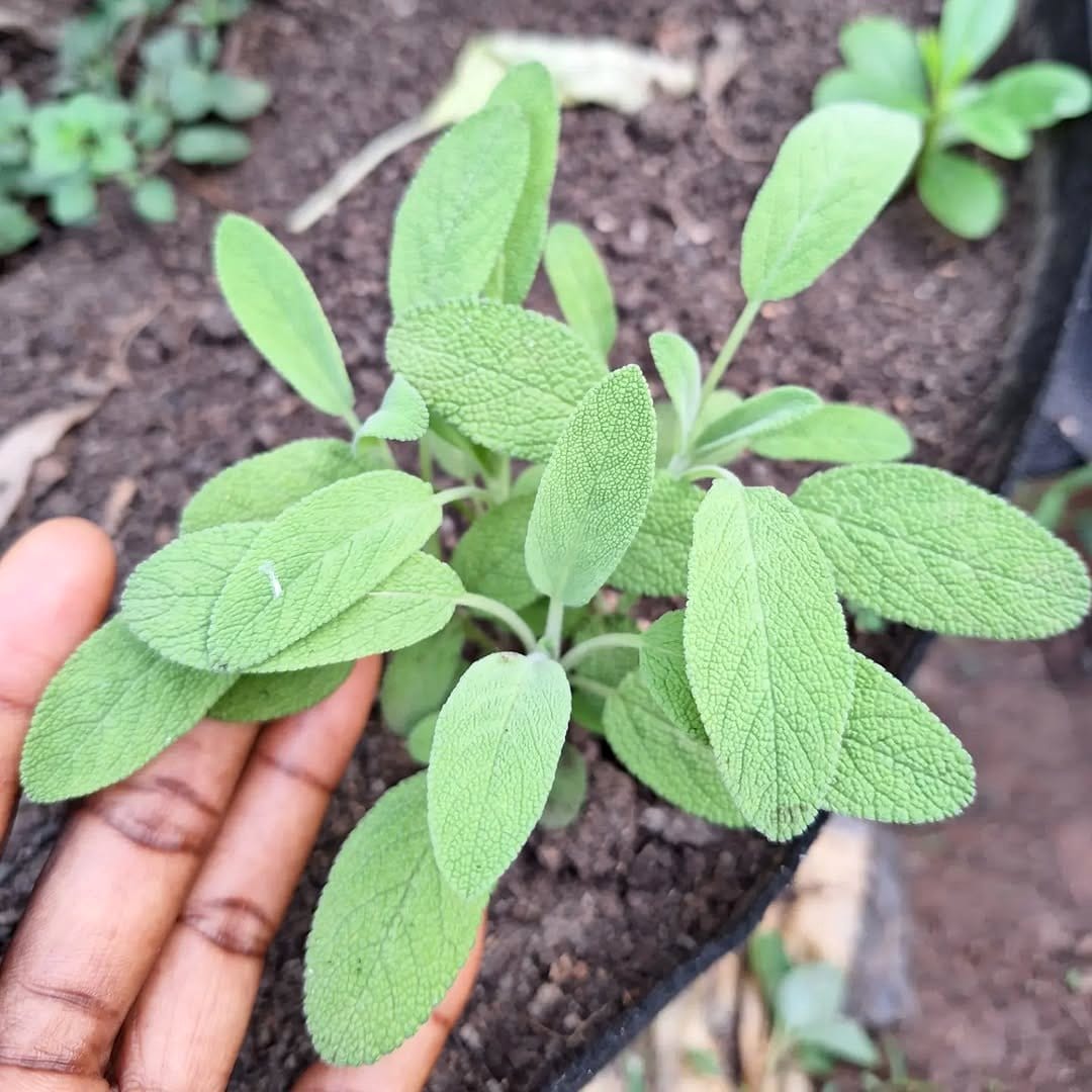 sage leaves in herb garden