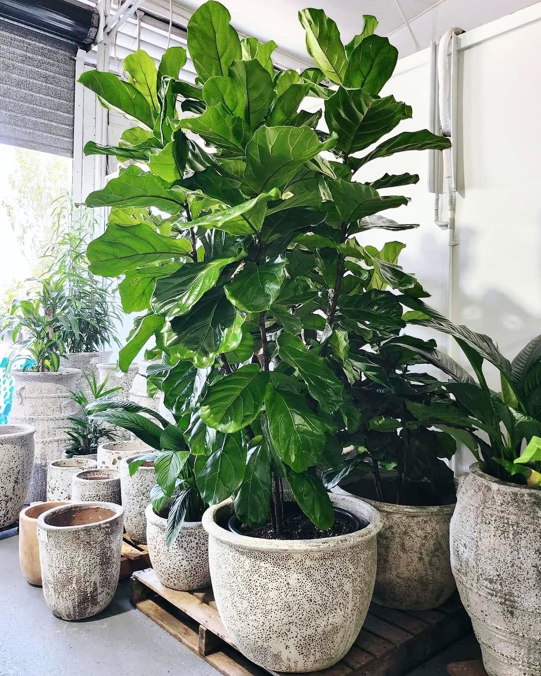 Healthy fiddle leaf fig in terracotta pot