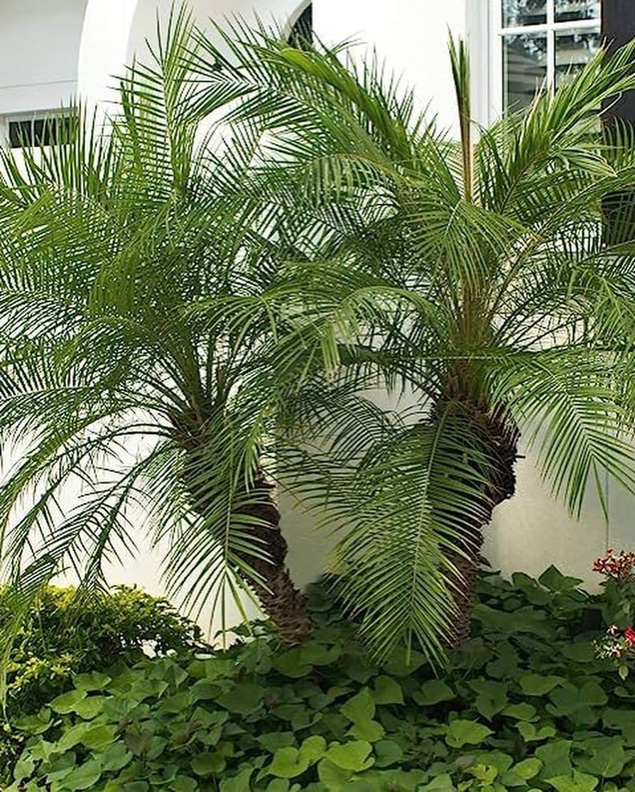 Graceful pygmy date palm in modern terracotta pot