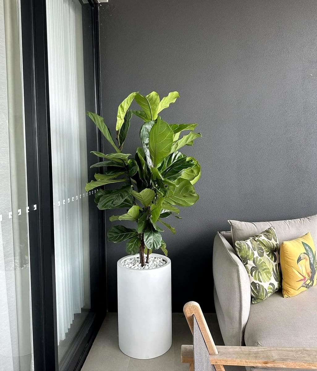 large ceramic pots with fiddle leaf figs