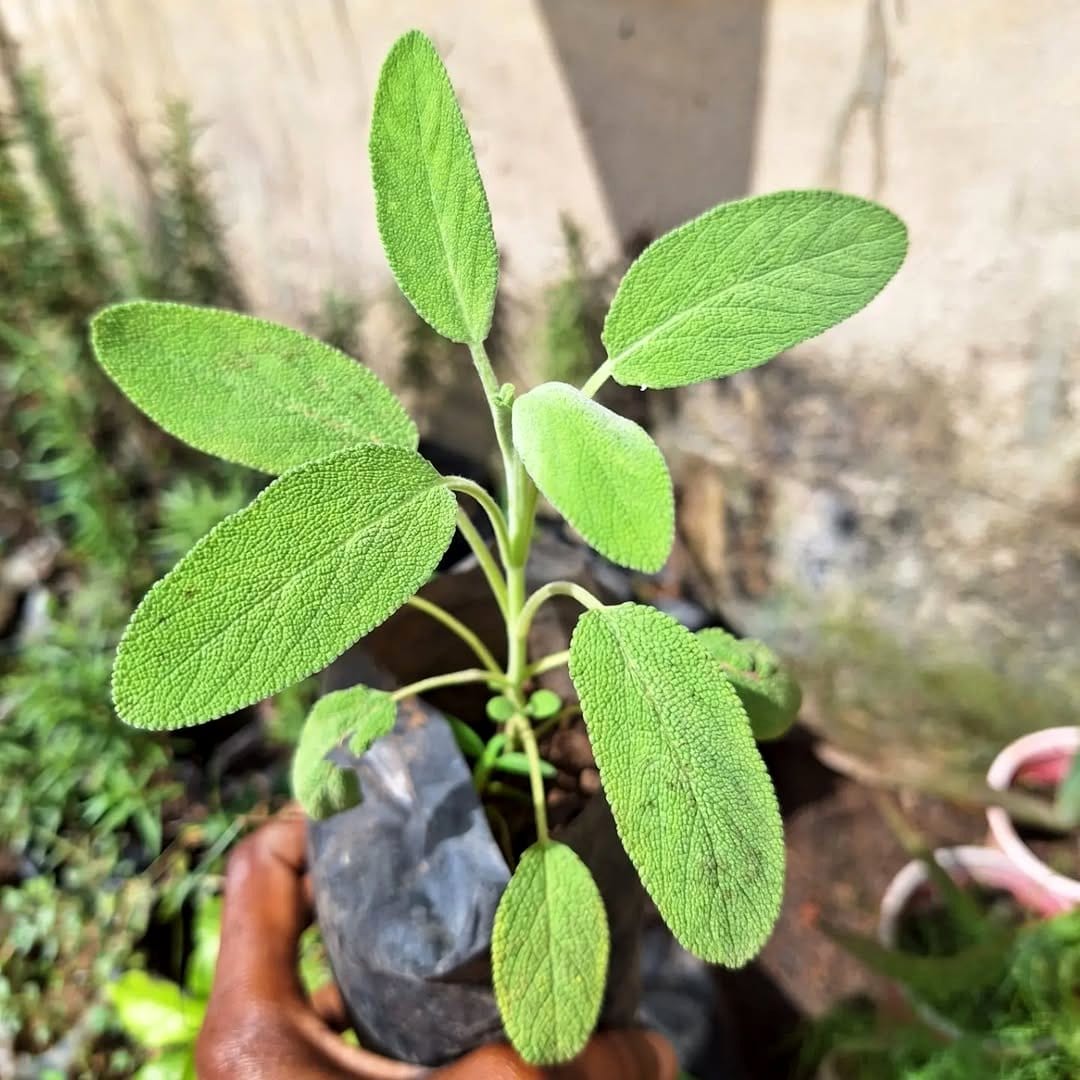 sage leaves in herb garden